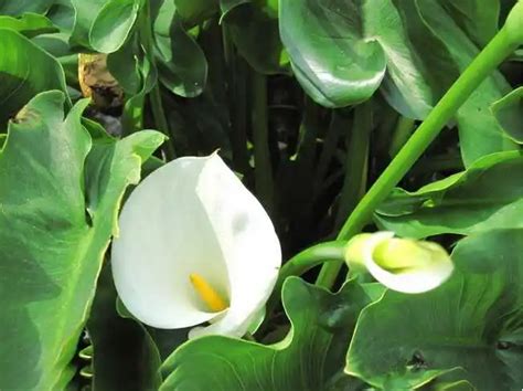 海芋风水|家里种海芋，风水有益（为家居带来美好的气场）